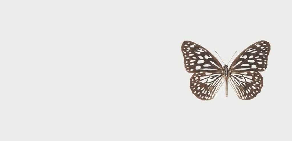 Mariposa sobre fondo claro, curso online El Camino Interior — Comprendiendo mi duelo