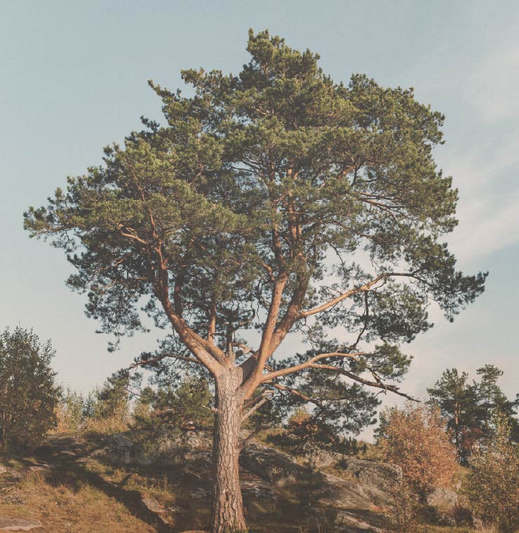 Árbol majestuoso, símbolo del arraigo sistémico y la conexión con los orígenes en la formación transpersonal